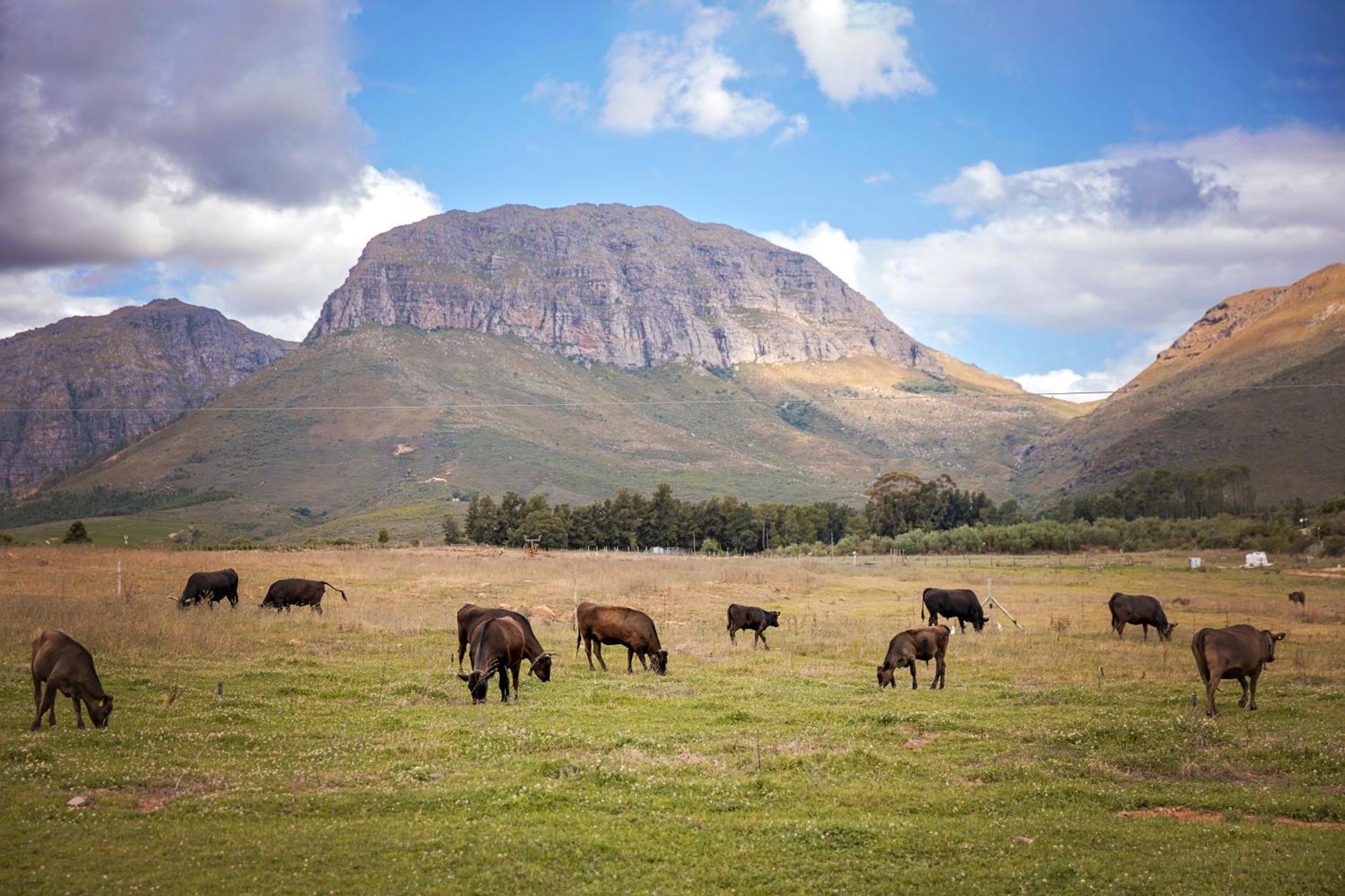 Wagyu Mountain Lodge Paarl Eksteriør billede